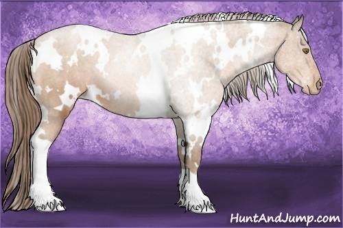 Horse Color:White Spotted Bay Pearl 