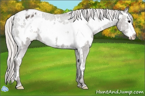 Horse Color:White Spotted Silver Black Splash Frame Appaloosa
