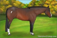 Horse Color:Bay Roan Sabino