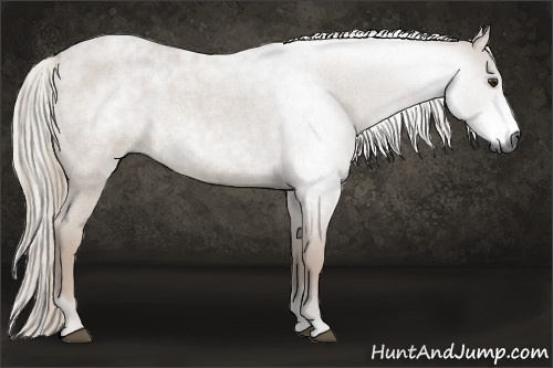 Horse Color:Gray Liver Red Roan