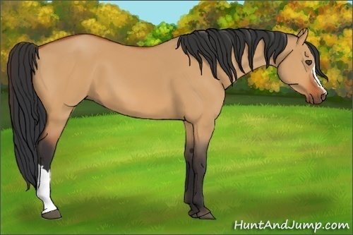 Horse Color:Bay Dun 
