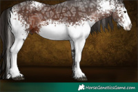 Horse Color:White Spotted Liver Chestnut Ice