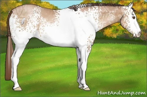 Horse Color:White Spotted Bay Ice Pearl 