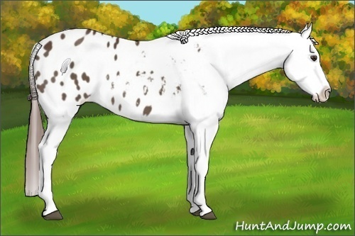 Horse Color:Liver Chestnut Appaloosa 
