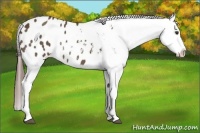 Horse Color:Liver Chestnut Appaloosa
