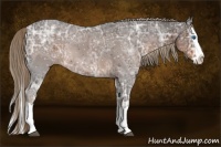 Horse Color:Liver Chestnut Ice Splash 