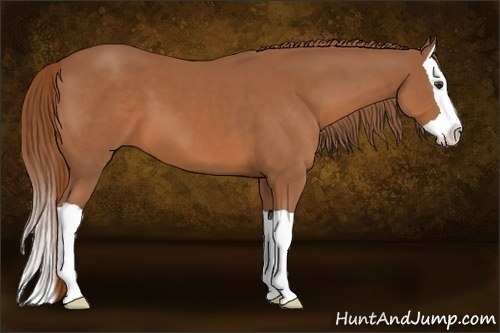Horse Color:Chestnut Splash 