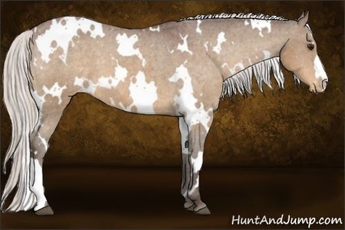 Horse Color:White Spotted Silver Bay Appaloosa 