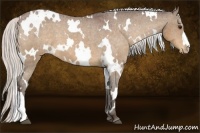 Horse Color:White Spotted Silver Bay Appaloosa