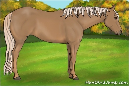 Horse Color:Palomino 