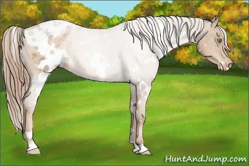 Horse Color:White Spotted Liver Chestnut Pearl Appaloosa