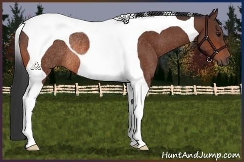 Horse Color:Bay Tobiano Rabicano 