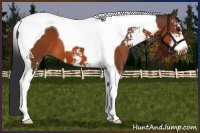 Horse Color:Bay Sabino Tobiano