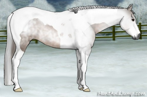 Horse Color:Gray Bay Tobiano 