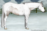 Horse Color:Gray Bay Tobiano 