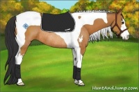 Horse Color:Bay Sabino Tobiano Rabicano 