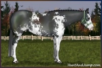 Horse Color:Black Sabino Splash Rabicano