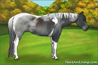 Horse Color:Black Sabino Tobiano Rabicano