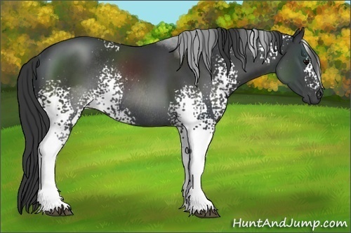 Horse Color:White Spotted Black Sabino Rabicano