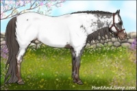 Horse Color:Liver Chestnut Appaloosa 