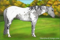 Horse Color:White Spotted Black Appaloosa 