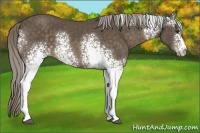 Horse Color:White Spotted Chocolate Palomino