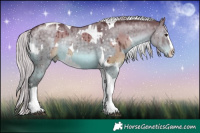 Horse Color:White Spotted Chocolate Grullo Chinchilla Splash Tobiano Brindle  and White Spotted Chocolate Silver Grullo Chinchilla Splash Tobiano Brindle 