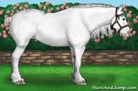 Horse Color:Liver Chestnut Sabino Splash 