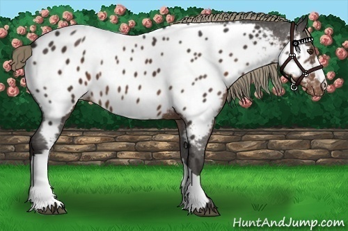 Horse Color:Liver Chestnut Appaloosa 