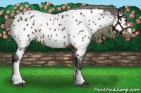 Horse Color:Liver Chestnut Near Leopard