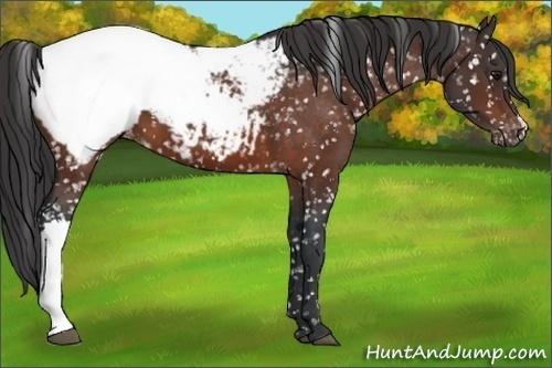 Horse Color:Brown Appaloosa 