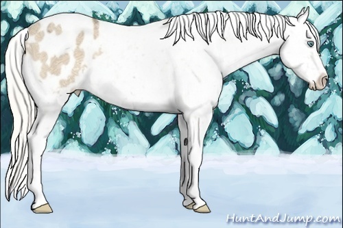 Horse Color:Cremello Ice Tobiano Snowflake Varnish Rabicano