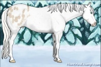 Horse Color:Cremello Ice Tobiano Snowflake Varnish Rabicano 