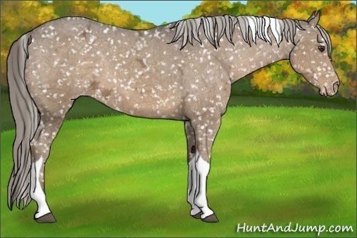 Horse Color:Chocolate Palomino Ice Tobiano Snowflake Varnish