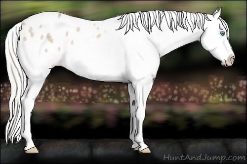 Horse Color:Cremello Ice Tobiano Appaloosa 