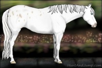 Horse Color:Cremello Ice Tobiano Appaloosa 