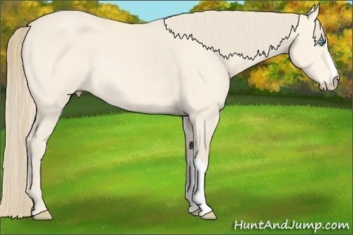 Horse Color:Perlino
