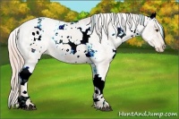 Horse Color:White Spotted Palomino Appaloosa 
