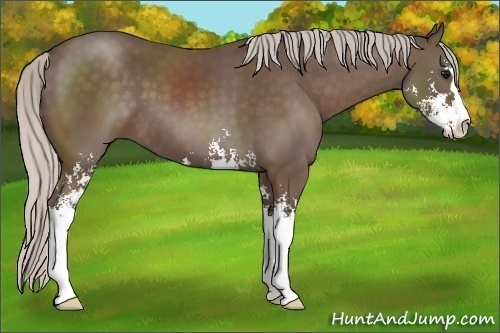 Horse Color:Silver Black Sabino 