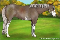 Horse Color:Silver Black Sabino 