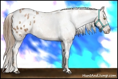 Horse Color:White Spotted Liver Chestnut Pearl Appaloosa