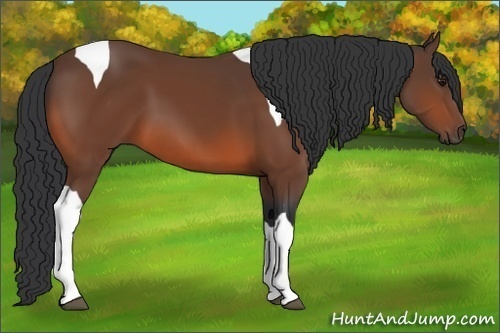 Horse Color:Bay Tobiano 