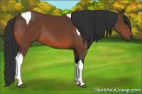 Horse Color:Bay Tobiano 