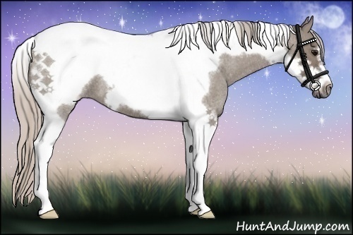 Horse Color:Silver Grullo Roan Tobiano Frame 