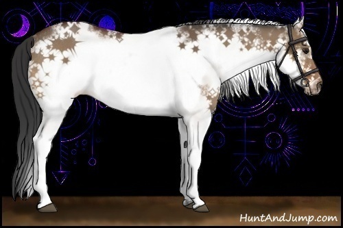Horse Color:White Spotted Bay Dun Frame Rabicano 