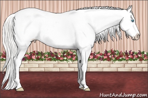 Horse Color:Cremello Varnish