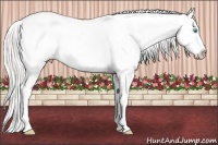 Horse Color:Cremello Varnish