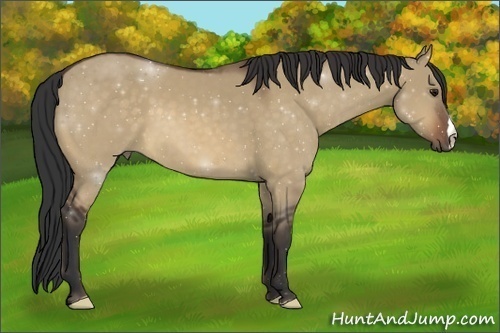 Horse Color:Bay Dun 