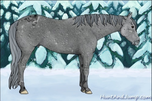 Horse Color:ERROR: UNKNOWN ANOMALY