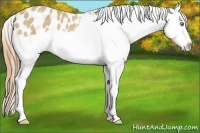 Horse Color:Amber Cream Champagne Splash Appaloosa 